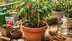 Grow unlimited chillies at home with just one pot — no garden needed