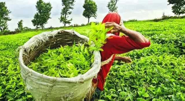 Nepal's Tea Industry Eyes New Markets After Export Challenges with India