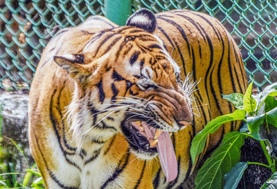 K'taka tiger attack: Safari operations suspended in Nagarahole and ...