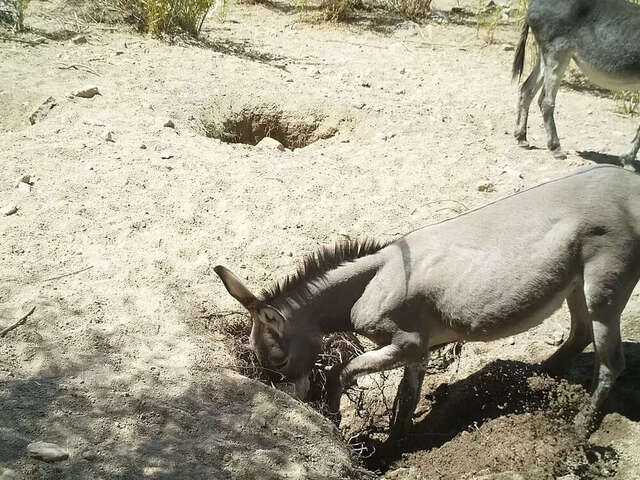 A Tale of Resilience: The Donkey in the Well