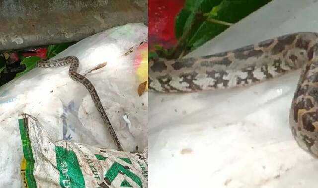 Python found among plastic waste in Kerala, sanitation workers seek action
