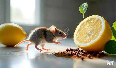 Effective Solutions to Keep Rats Away from Your Home