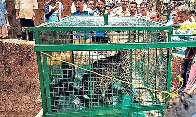 Leopard rescued after falling into well at Jensale in Siddapur