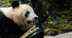 China's panda diplomacy is backfiring