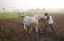 Yogi Govt Launches Cow-Based Natural Farming Across 75 Districts; Bundelkhand Leads Drive With 23,500 Hectares
