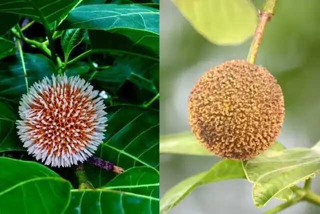 Discover the Health Benefits of Kadamba Fruit