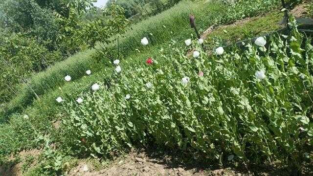 Poppy Menace Threatens J&K's 100-Day Mission to Eradicate Drug Addiction