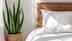 How an aloe vera plant near your bed can improve sleep and indoor air quality