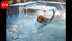 Pune's pets dive into summer pool sessions