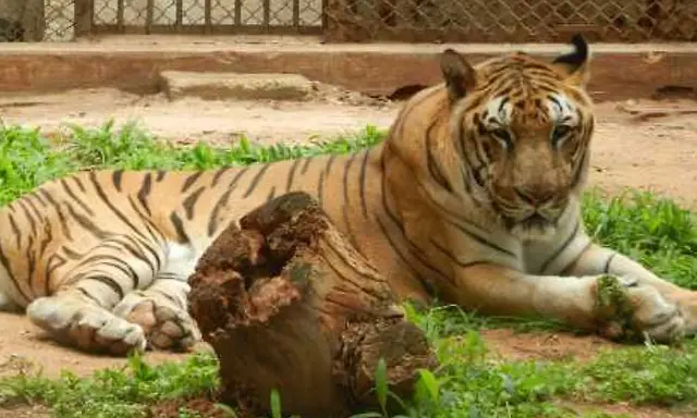 Mysuru zoo's pride tiger 'Prithvi' dies at 13