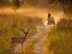 10 places in Uttar Pradesh and Bihar that are a must visit for all wildlife lovers