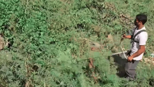 Trans-border narco-terror suspect flees NCB custody in Jammu
