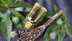 How to use castor oil for maximum benefits: Hair, skin, and detox tips