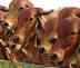 Dairy sector gets big push as projects worth Rs 947 crore kick off
