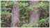 Optical illusion: Only someone with 'very' sharp eyes can spot the sneaky owl camouflaged perfectly here
