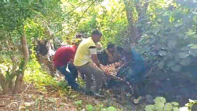 How Did Amravati Maneater Tigress Die? Mystery Deepens
