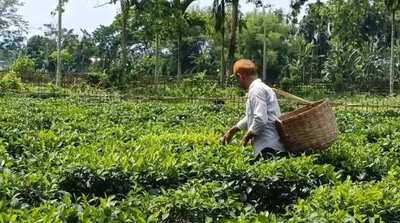 Majuli's First Registered Tea Garden: A Tale of Innovation and Self ...