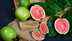 From Kiwi to Guava: Collagen boosting foods that will fail expensive treatments