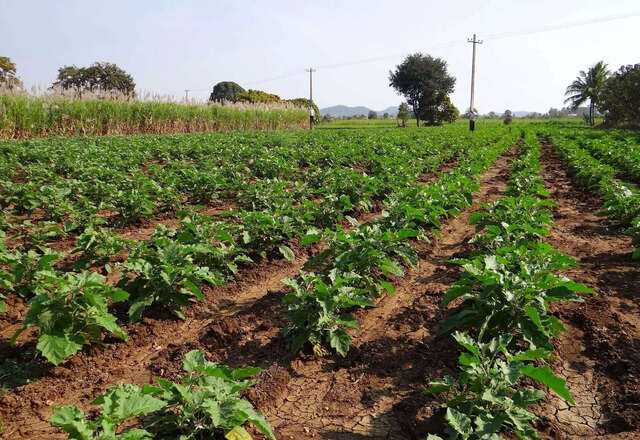 Significant Reduction in Jhum Cultivation in Northeast India