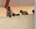 Monkey snatches newborn from mother's arms, throws her into well; diaper helps save baby's life