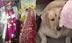 Wedding called off in UP after clash over bride's pet dog; 5 injured