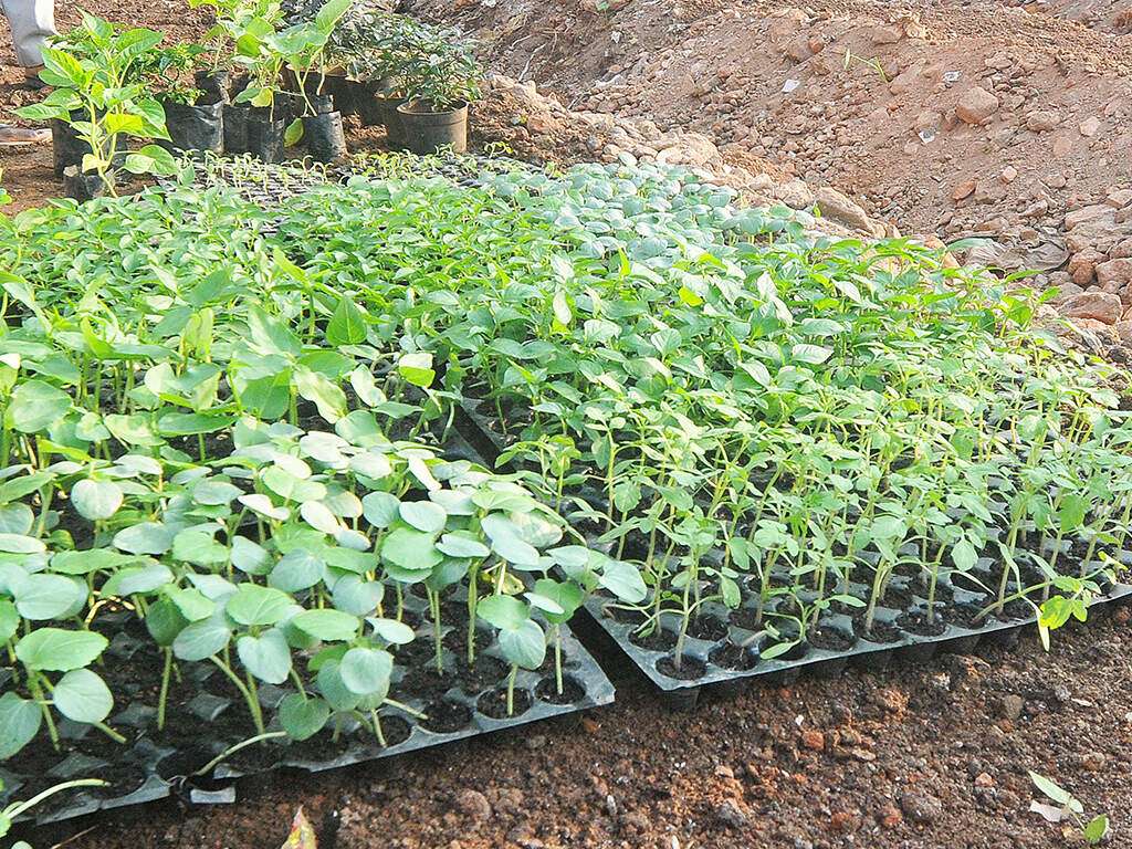 Nagpur Garden Club Take To Organic Kitchen Gardening People Urged Take To Organic Kitchen Gardening People Urged