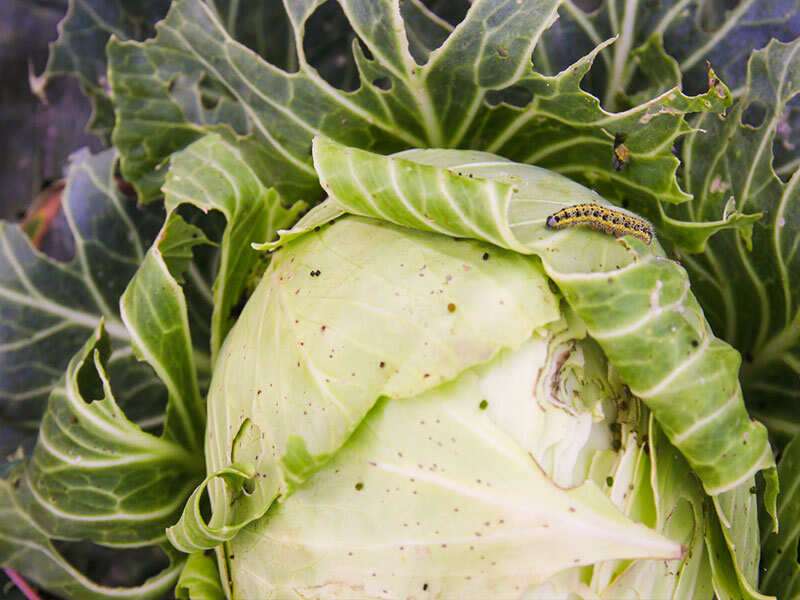 Beware! These vegetables can cause deadly brain worms! | The Times of India