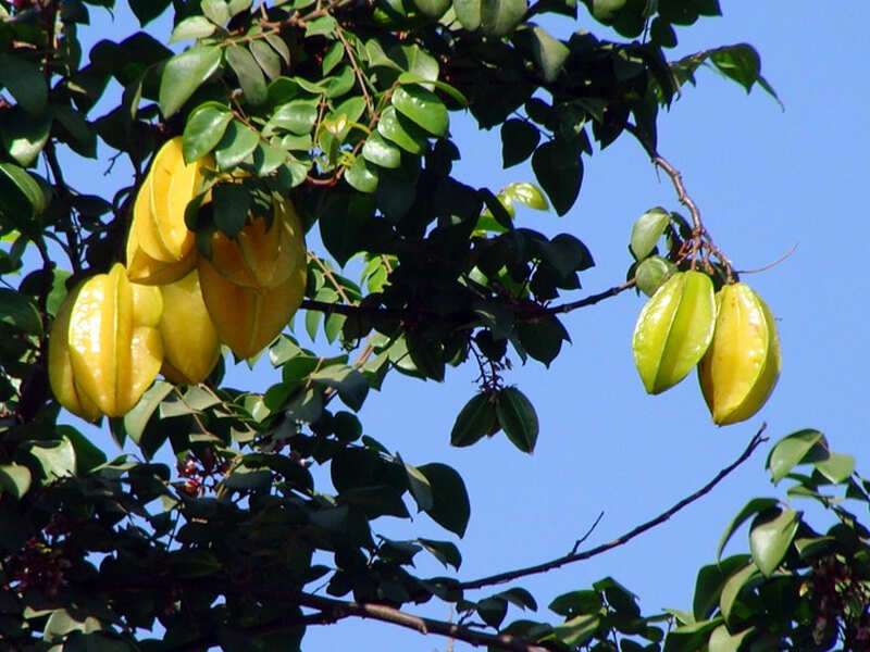 Starfruit 2025 poison hoax