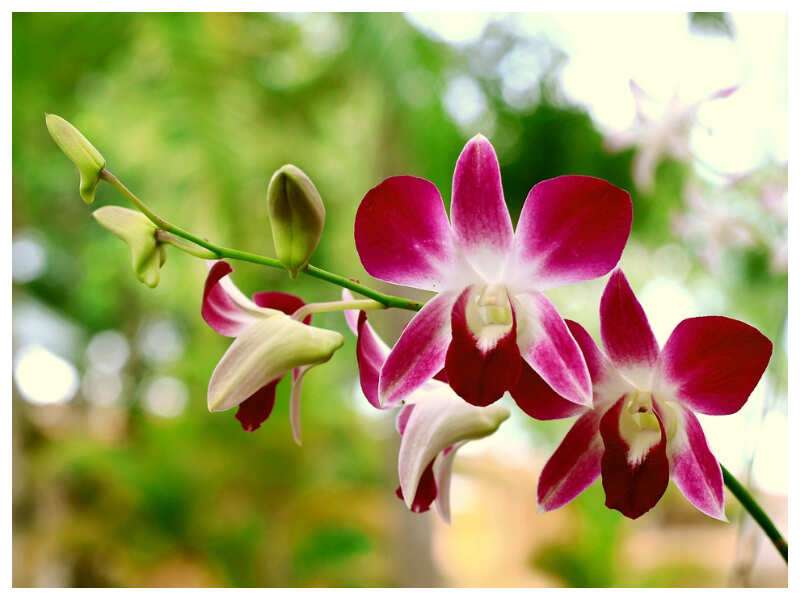 Rose Flower Meaning In Telugu Best Flower Site