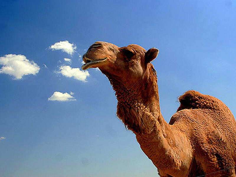 How Long Does Camel Survive Without Water / Now that we already know