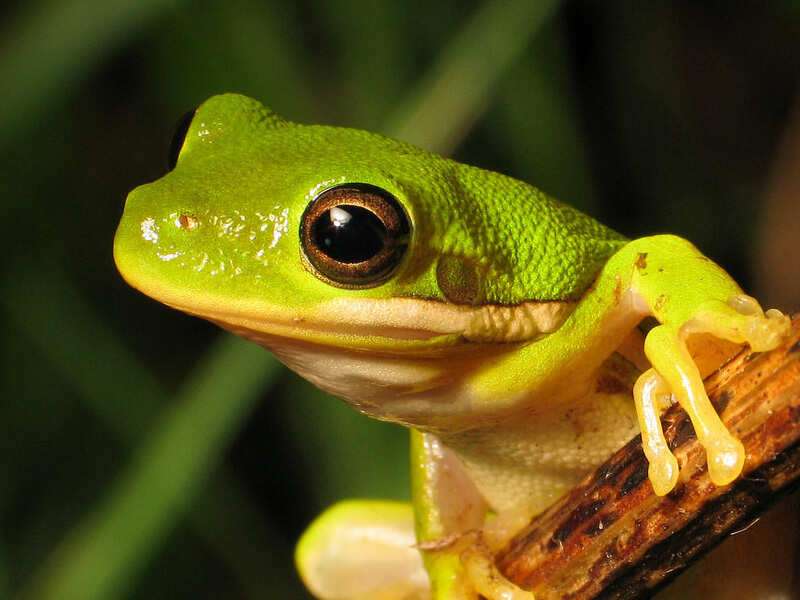 10 animals that can live without food and water for months | The Times of India 10 animals that can live without food and water for months | The Times of India