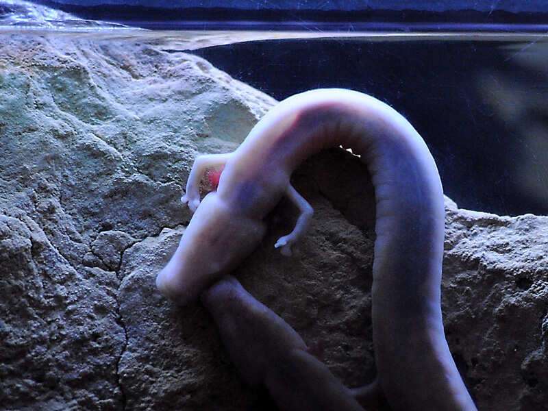 10 Animals That Can Live Without Food And Water For Months The Times Of India