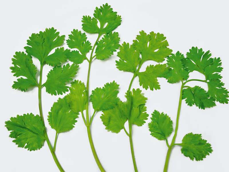 coriander vs parsley