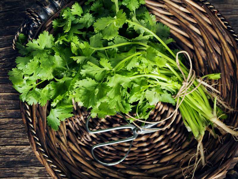 coriander vs parsley