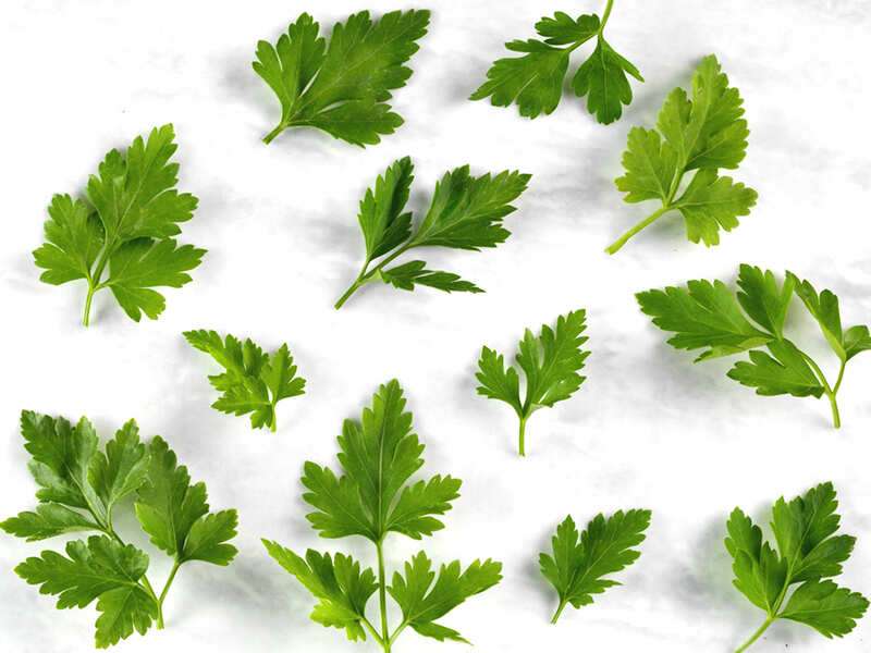 coriander vs parsley