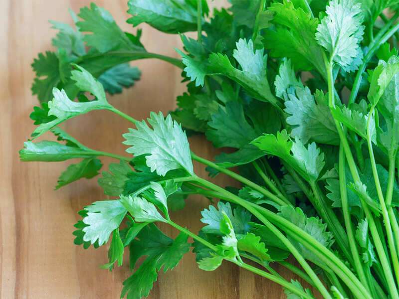 Leaves malay coriander in Fennel seeds