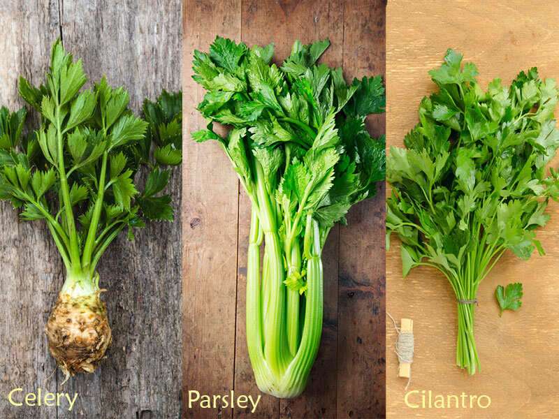 Difference Between Celery Cilantro And Parsley The Times Of India