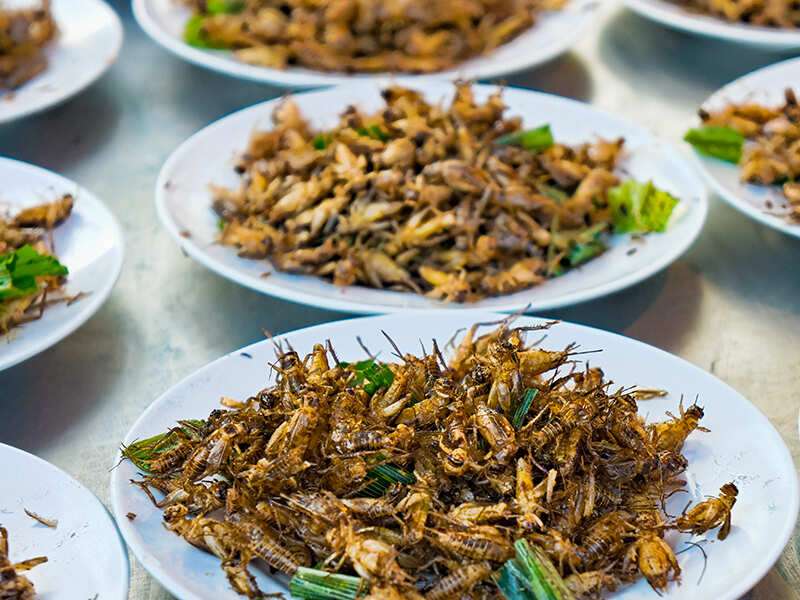 Why eating insects is a healthy choice? | The Times of India