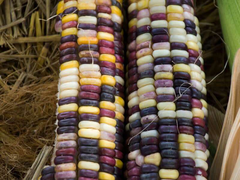 Is Glass Gem Corn Real And Can One Eat It The Times Of India