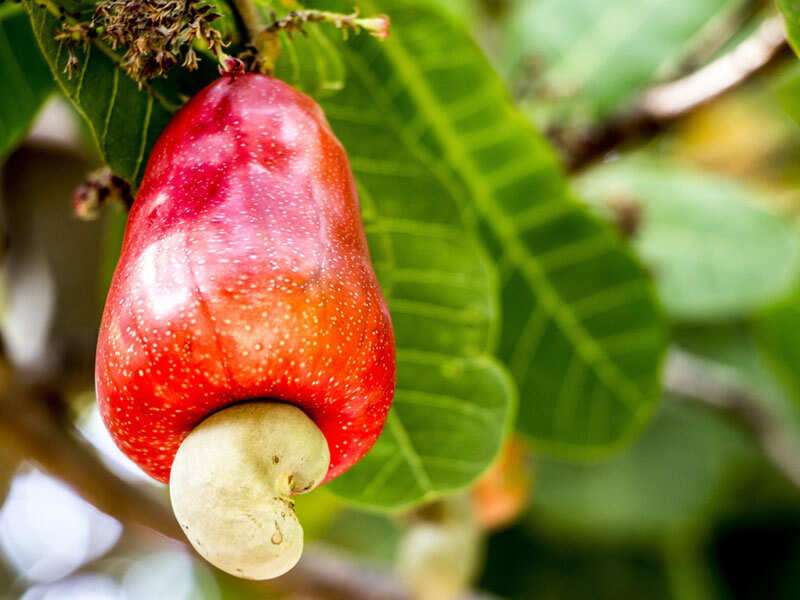 Raw cashews shop in shell