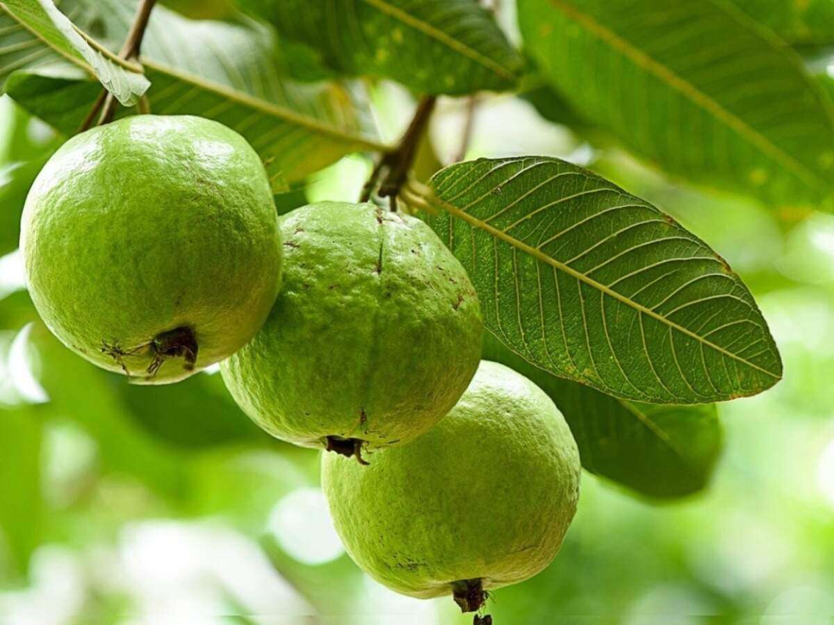 Guava Leaves For Hair: Improve hair health with guava leaves Guava Leaves For Hair: Improve hair health with guava leaves