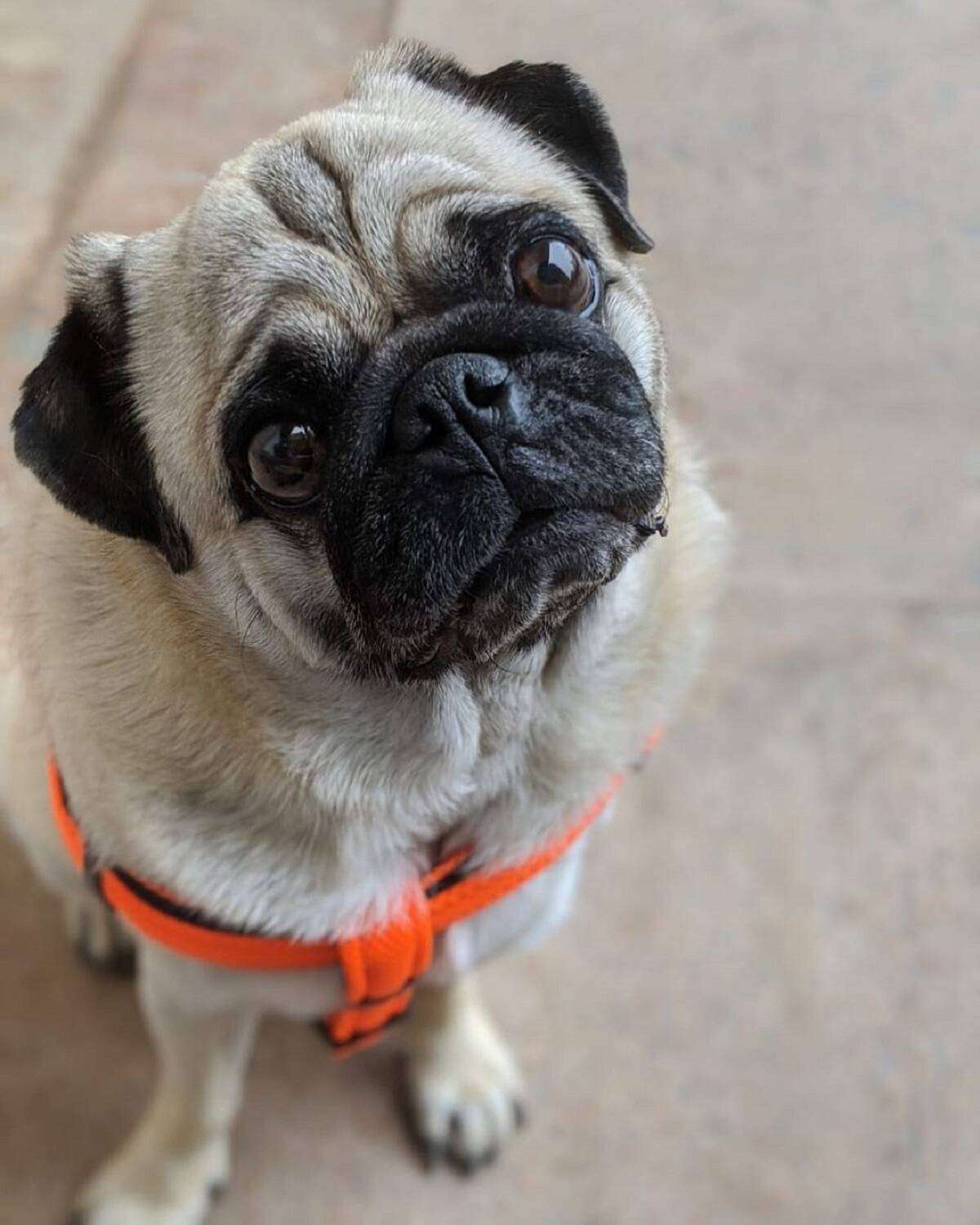 dog names male kerala