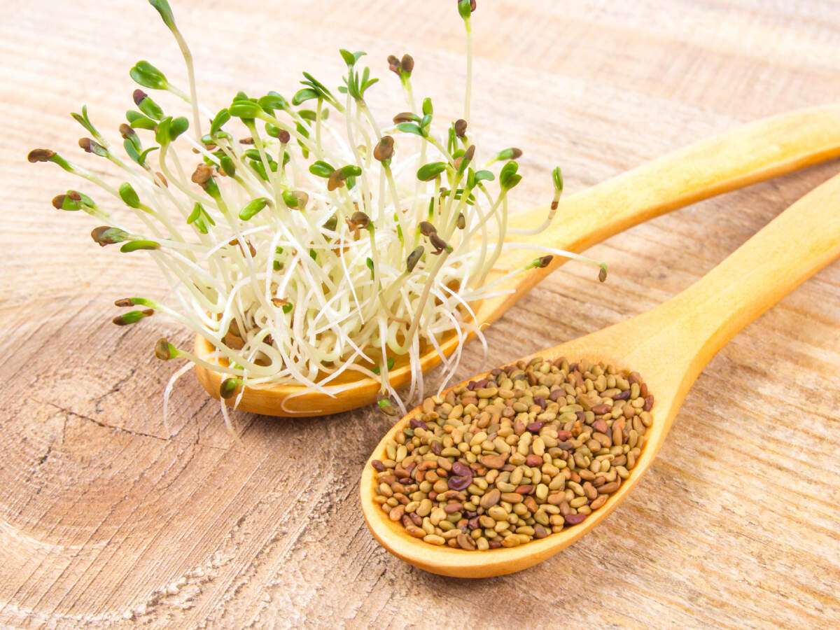 Benefits of Alfalfa sprouts and how to grow them at home | The Times of  India