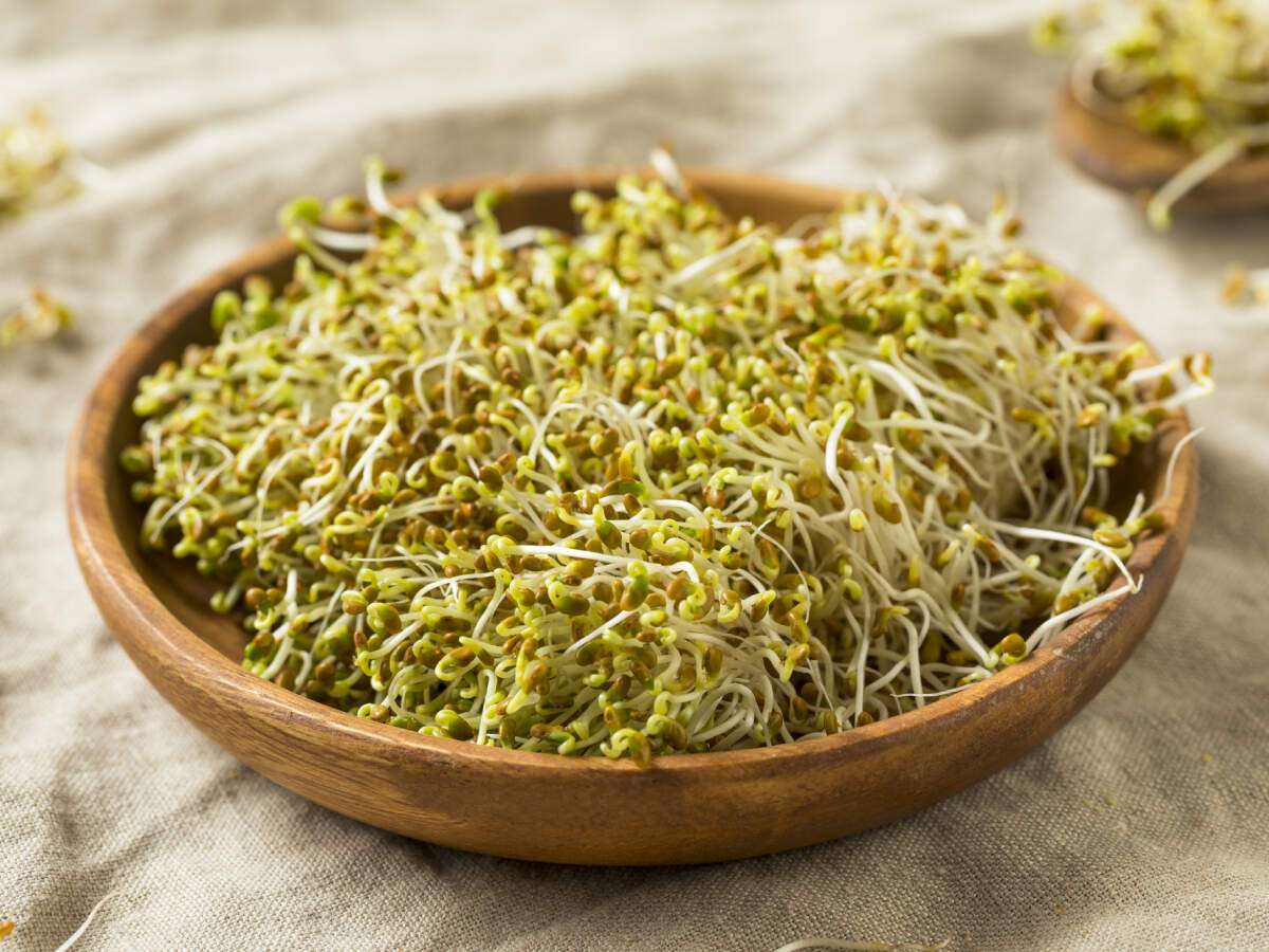 Alfalfa Sprouts Growing