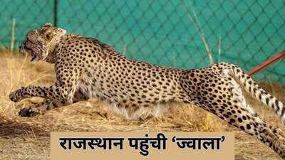 Newszop